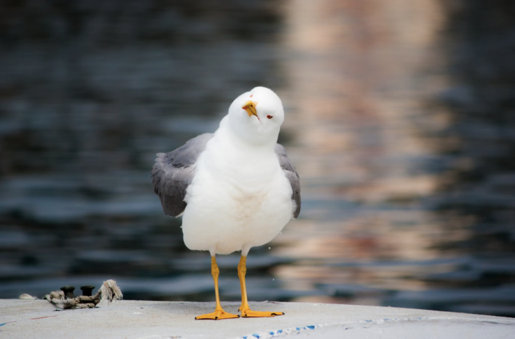 Burung Camar