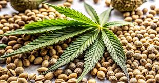The Ultimate Guide to Auto Flower Seeds Cultivation, Benefits, and Varieties