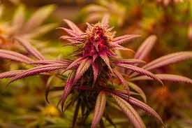 The Ultimate Guide to Auto Flower Seeds Cultivation, Benefits, and Varieties